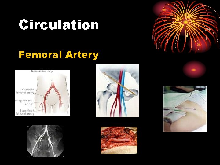 Circulation Femoral Artery 