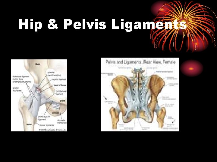Hip & Pelvis Ligaments 
