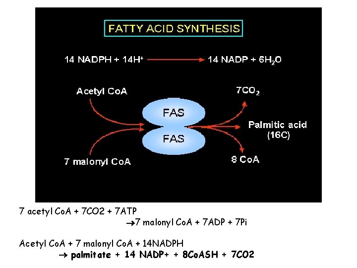 7 acetyl Co. A + 7 CO 2 + 7 ATP 7 malonyl Co.