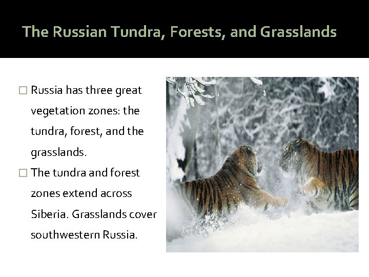 The Russian Tundra, Forests, and Grasslands � Russia has three great vegetation zones: the