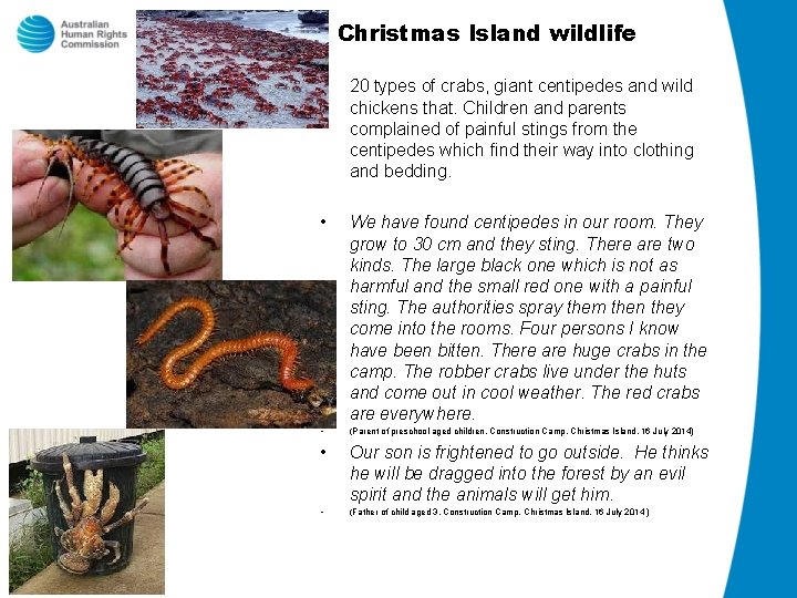 Christmas Island wildlife • 20 types of crabs, giant centipedes and wild chickens that.