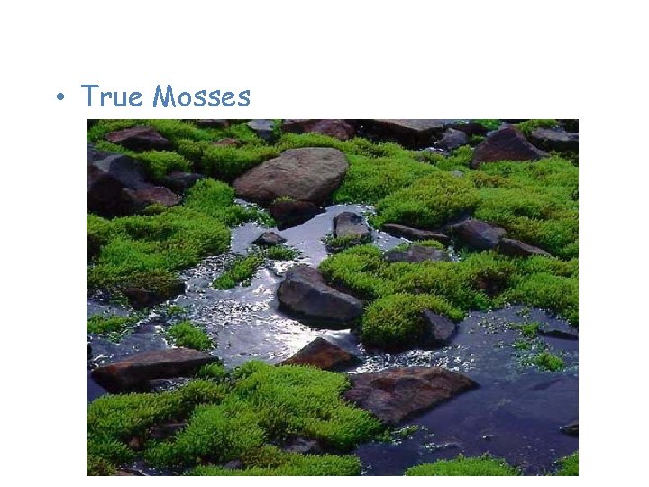 Plants of the Tundra • True Mosses 