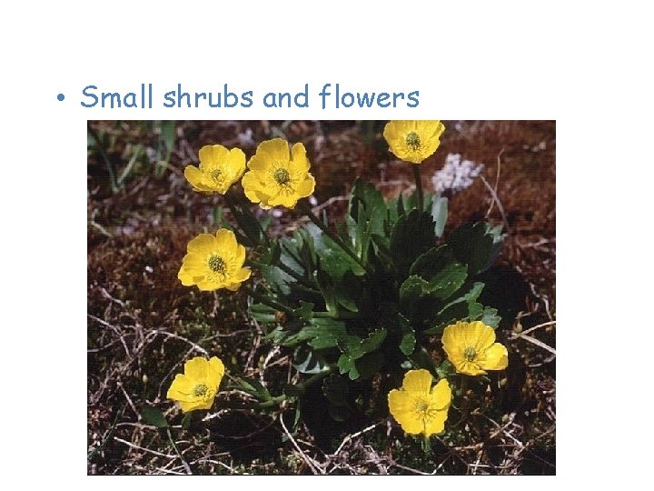 Plants of the Tundra • Small shrubs and flowers 