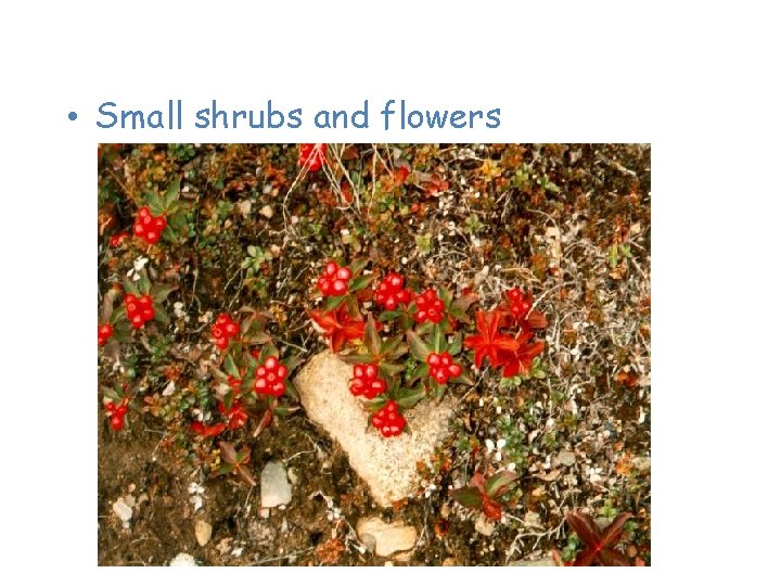 Plants of the Tundra • Small shrubs and flowers 