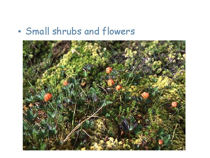 Plants of the Tundra • Small shrubs and flowers 