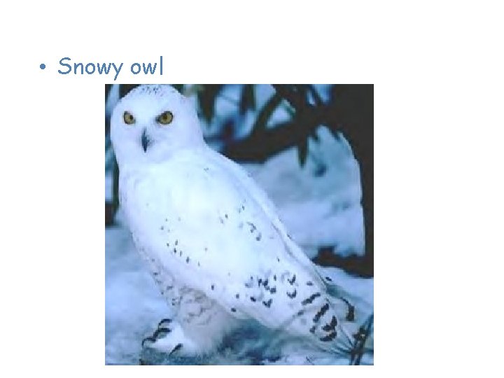 Animals of the Tundra • Snowy owl 