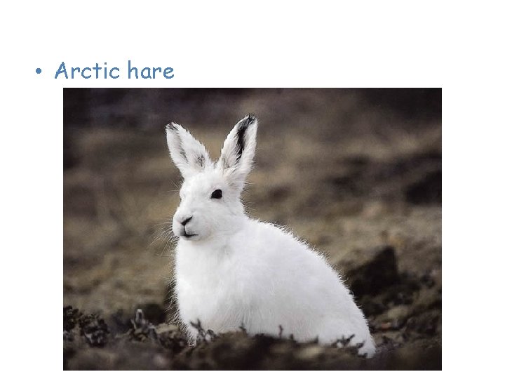 Animals of the Tundra • Arctic hare 