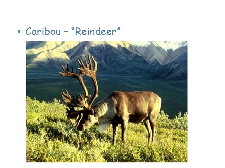 Animals of the Tundra • Caribou – “Reindeer” 
