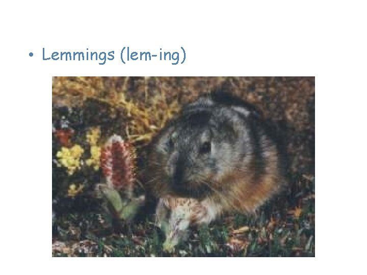 Animals of the Tundra • Lemmings (lem-ing) 