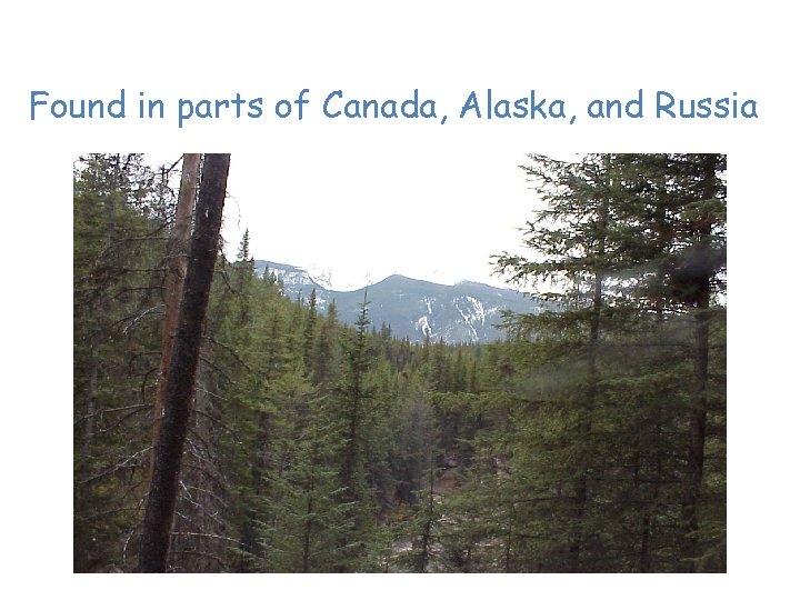 Taiga or Coniferous Forest Found in parts of Canada, Alaska, and Russia 