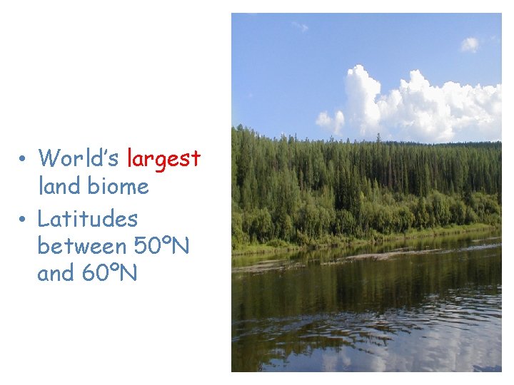 Taiga or Coniferous Forest • World’s largest land biome • Latitudes between 50ºN and