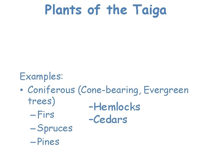 Plants of the Taiga There is no permafrost, so trees can grow. Mosses and