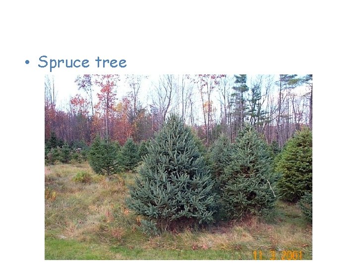 Plants of the Taiga • Spruce tree 