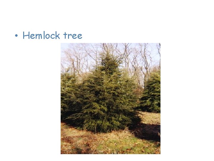 Plants of the Taiga • Hemlock tree 