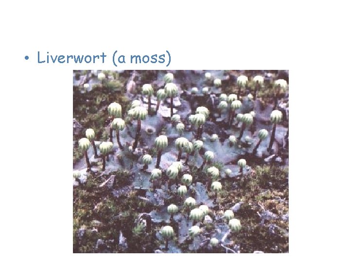 Plants of the Taiga • Liverwort (a moss) 
