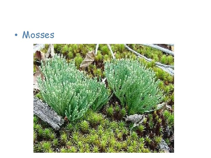 Plants of the Taiga • Mosses 