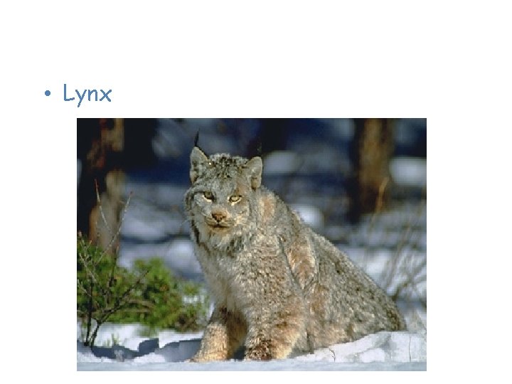 Animals of the Taiga • Lynx 