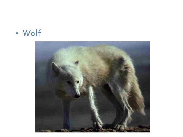 Animals of the Taiga • Wolf 