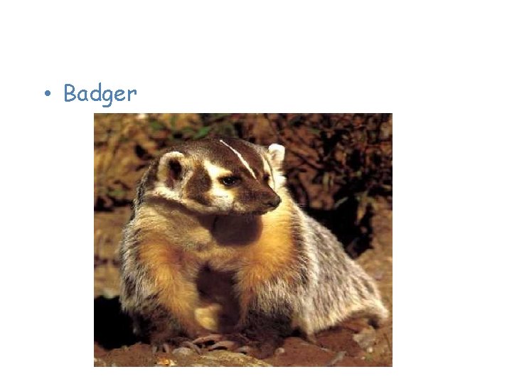 Animals of the Taiga • Badger 