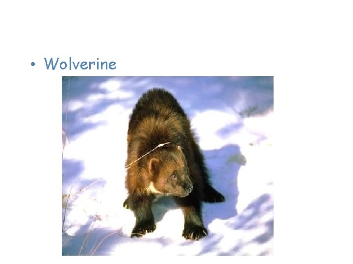 Animals of the Taiga • Wolverine 