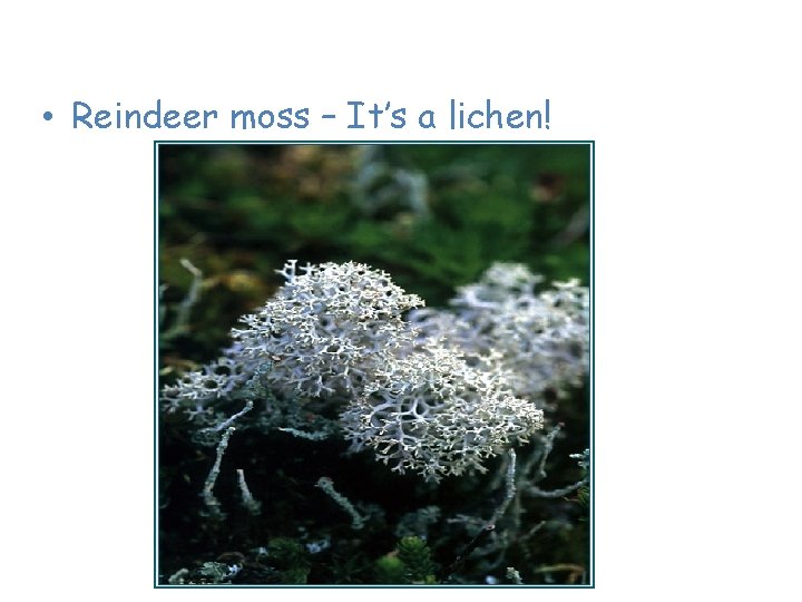 Plants of the Tundra • Reindeer moss – It’s a lichen! 