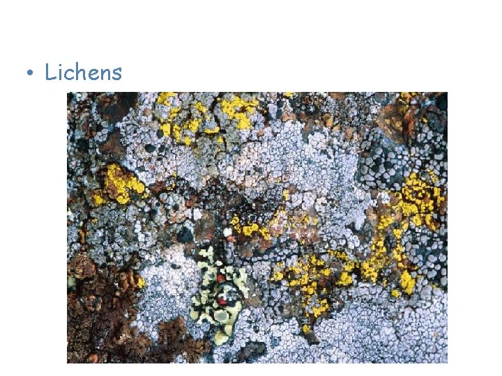 Plants of the Tundra • Lichens 