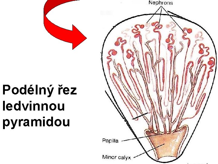 Podélný řez ledvinnou pyramidou 