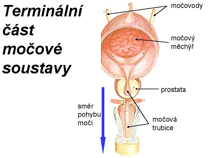 Terminální část močové soustavy močovody močový měchýř prostata směr pohybu moči močová trubice 