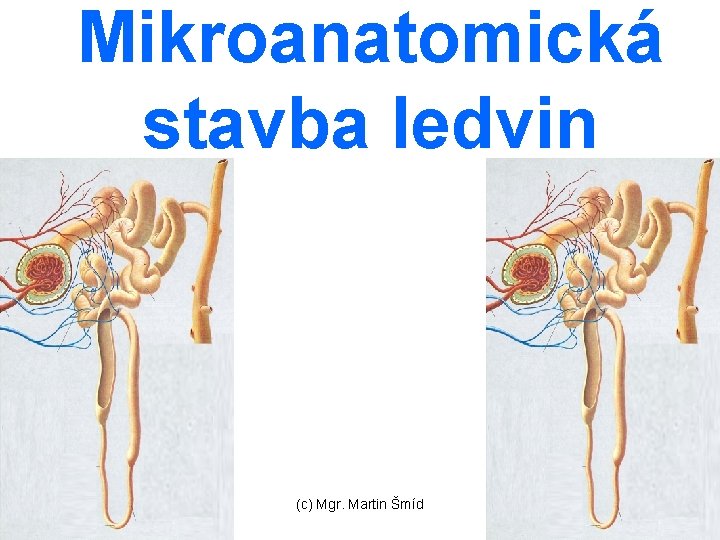 Mikroanatomická stavba ledvin (c) Mgr. Martin Šmíd 
