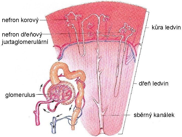 nefron korový kůra ledvin nefron dřeňový juxtaglomerulární dřeň ledvin glomerulus sběrný kanálek 