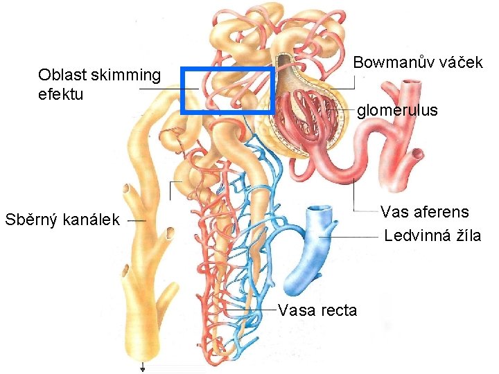 Oblast skimming efektu Bowmanův váček glomerulus Vas aferens Ledvinná žíla Sběrný kanálek Vasa recta