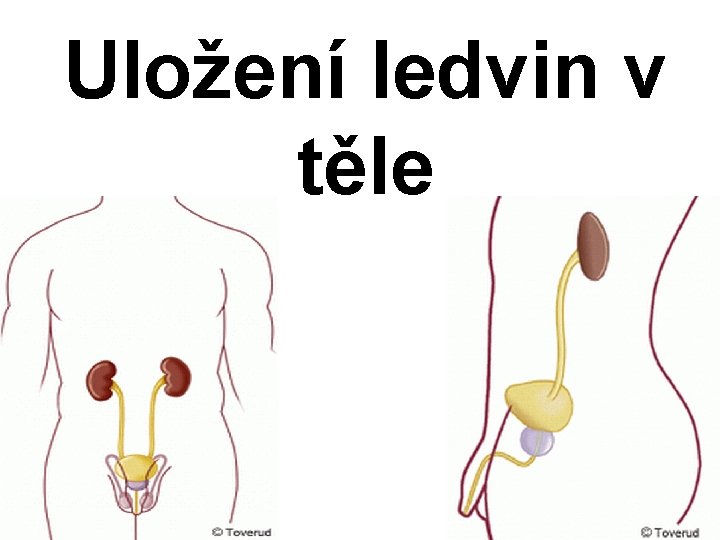 Uložení ledvin v těle 