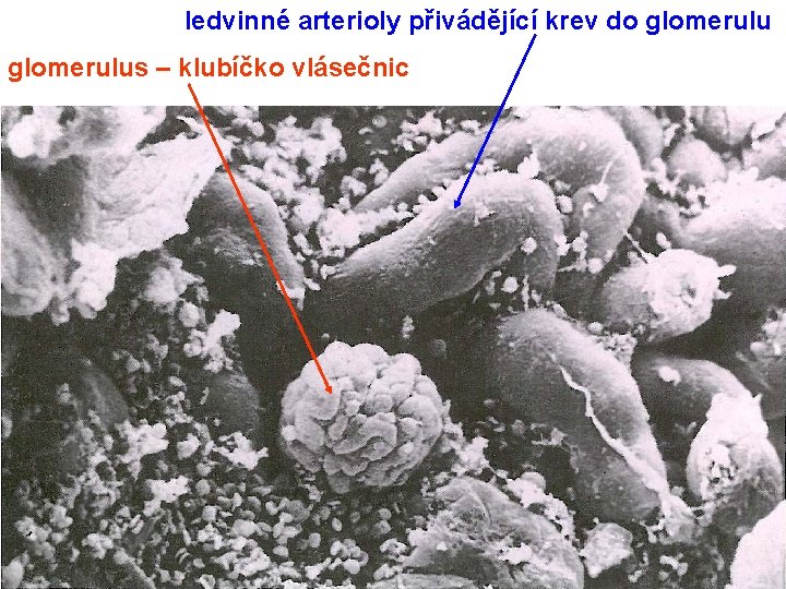 ledvinné arterioly přivádějící krev do glomerulus – klubíčko vlásečnic 
