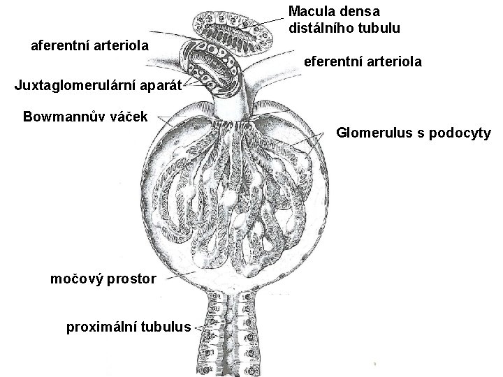 Macula densa distálního tubulu aferentní arteriola eferentní arteriola Juxtaglomerulární aparát Bowmannův váček Glomerulus s