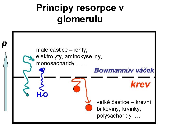 Principy resorpce v glomerulu p malé částice – ionty, elektrolyty, aminokyseliny, monosacharidy …… Bowmannův