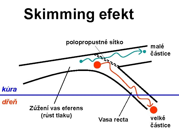 Skimming efekt polopropustné sítko malé částice kůra dřeň Zúžení vas eferens (růst tlaku) Vasa