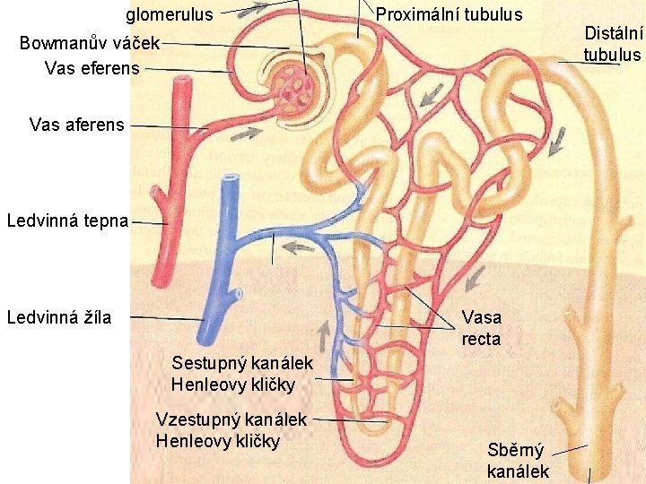 glomerulus Proximální tubulus Bowmanův váček Vas eferens Vas aferens Ledvinná tepna Ledvinná žíla Vasa