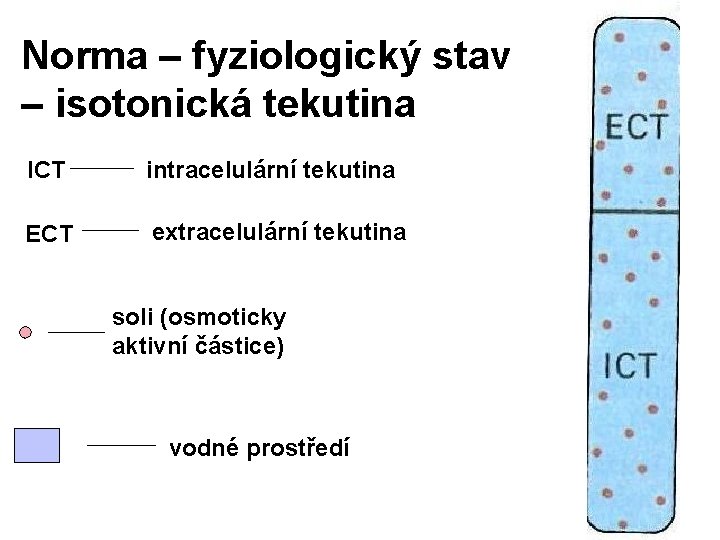 Norma – fyziologický stav – isotonická tekutina ICT intracelulární tekutina ECT extracelulární tekutina soli