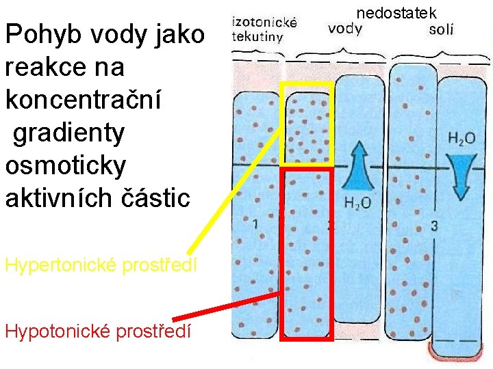 Pohyb vody jako reakce na koncentrační gradienty osmoticky aktivních částic Hypertonické prostředí Hypotonické prostředí