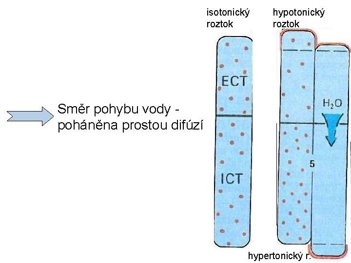 isotonický roztok hypotonický roztok Směr pohybu vody poháněna prostou difúzí hypertonický r. 