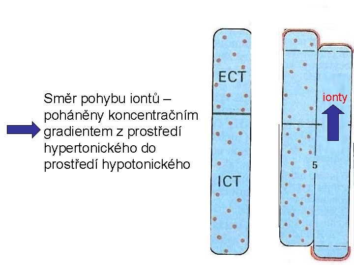 Směr pohybu iontů – poháněny koncentračním gradientem z prostředí hypertonického do prostředí hypotonického ionty