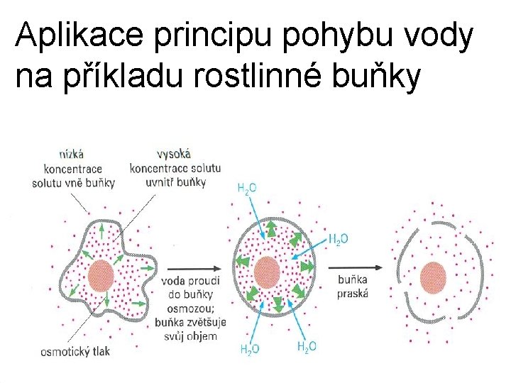 Aplikace principu pohybu vody na příkladu rostlinné buňky 