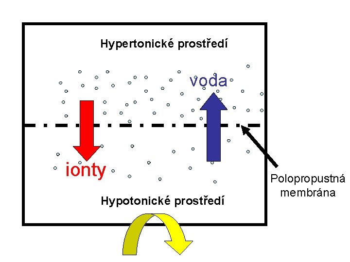 Hypertonické prostředí voda ionty Hypotonické prostředí Polopropustná membrána 