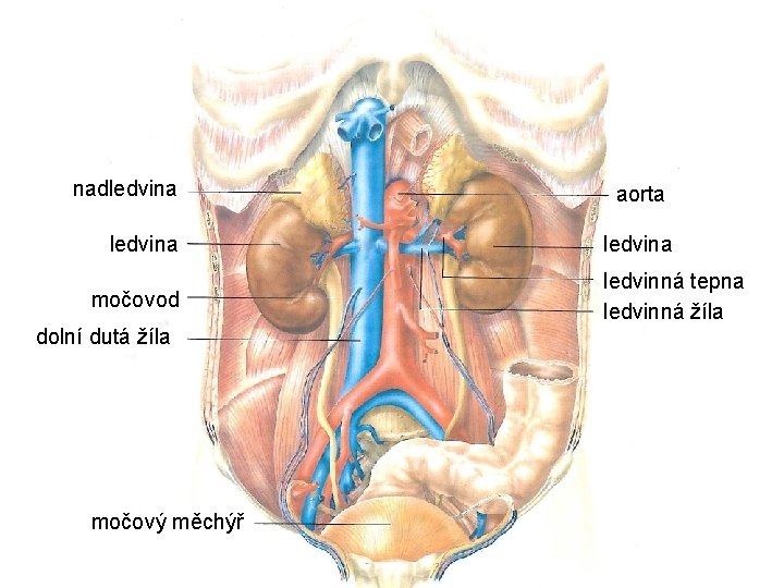 nadledvina močovod dolní dutá žíla močový měchýř aorta ledvinná tepna ledvinná žíla 