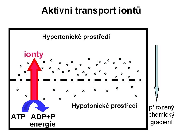 Aktivní transport iontů Hypertonické prostředí ionty Hypotonické prostředí ATP ADP+P energie přirozený chemický gradient