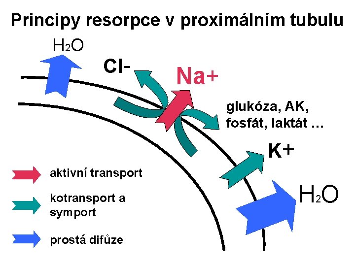 Principy resorpce v proximálním tubulu H 2 O Cl- Na+ glukóza, AK, fosfát, laktát