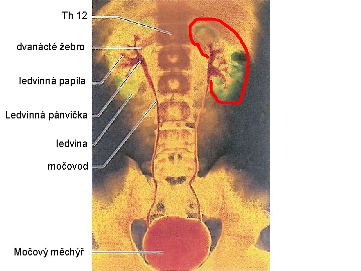 Th 12 dvanácté žebro ledvinná papila Ledvinná pánvička ledvina močovod Močový měchýř 