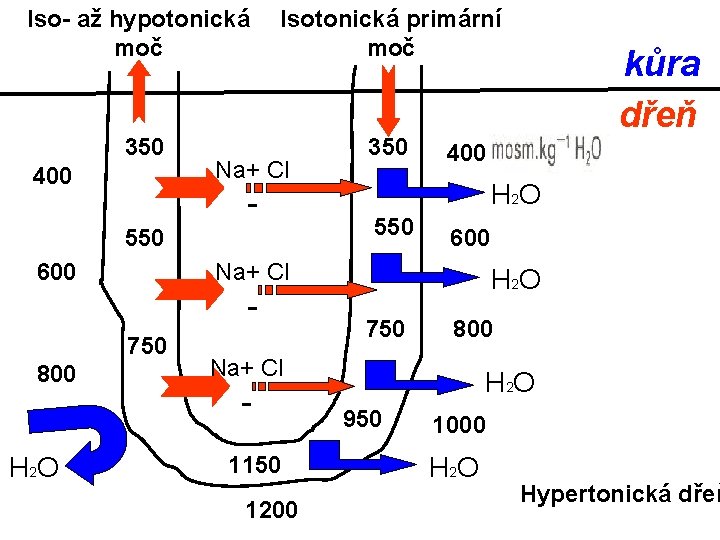 Iso- až hypotonická moč Isotonická primární moč 350 400 Na+ Cl 550 600 750