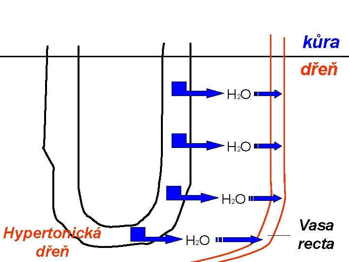 kůra dřeň H 2 O Hypertonická dřeň H 2 O Vasa recta 