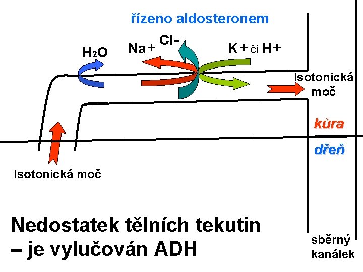 řízeno aldosteronem H 2 O Na+ Cl- K+ či H+ Isotonická moč kůra dřeň